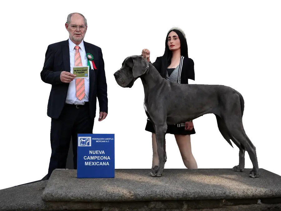 Un juez de la Federación Canófila Mexicana entrega a Liz el título de Nueva Campeona Mexicana con su gran danés azul, el 9 de noviembre de 2024.