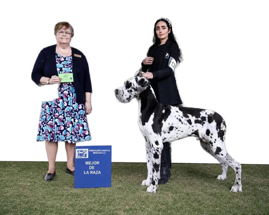 Una jueza de vestido floral entrega a Liz el premio a Mejor de la Raza con su gran danés arlequín, el 27 de mayo de 2026.